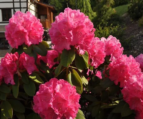 Pod Gwiazdami Homestay